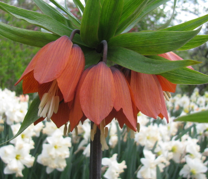 Fritillaria imperialis 'Rubra Maxima' 